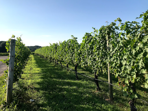 Vineyard «Baiting Hollow Farm Vineyard», reviews and photos, 2114 Sound Ave, Calverton, NY 11933, USA