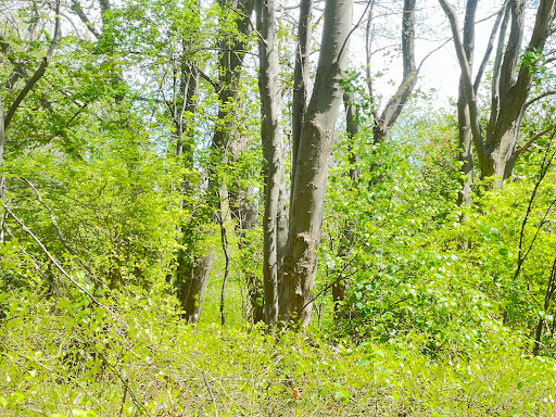 Park «D.W. Field Park», reviews and photos, D W Field Pkwy, Brockton, MA 02301, USA