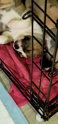 Detroit K-9 Pet supplies - Photo 4 - Car repair in Detroit, MI, Detroit