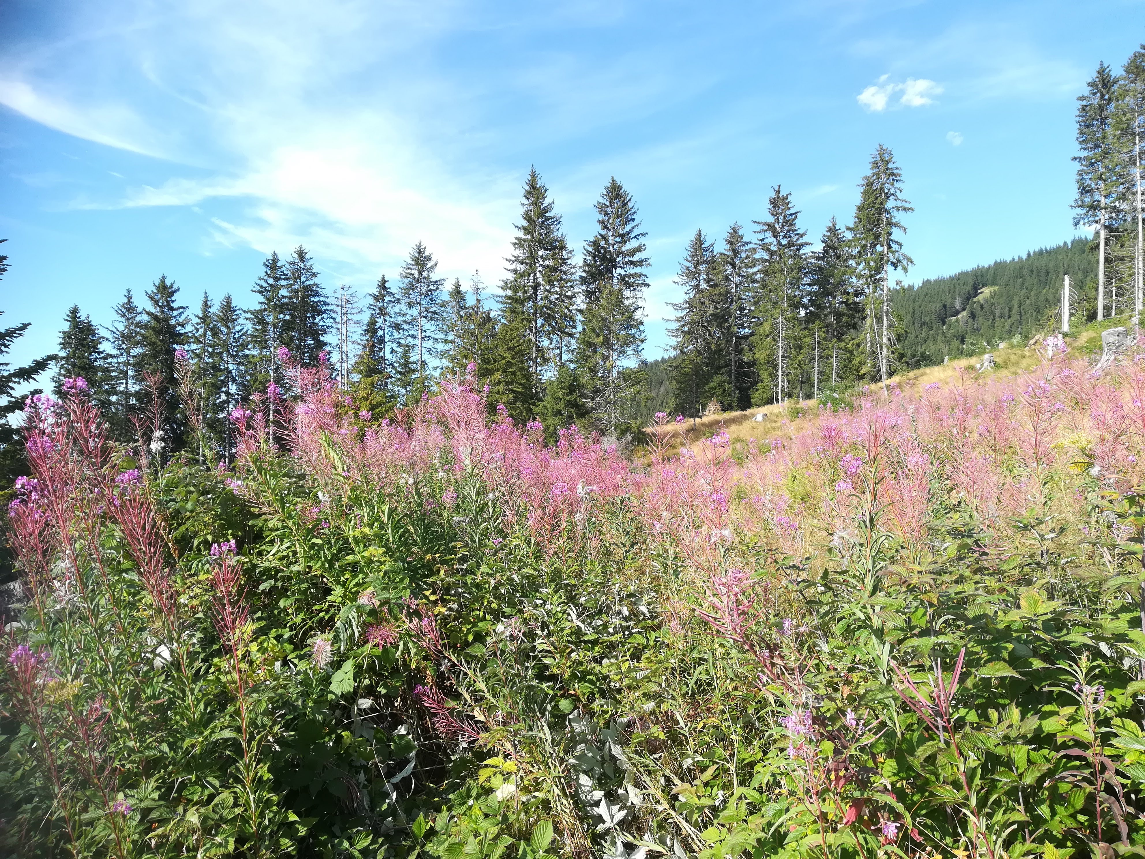 Photo n° 9 de l'avis de Valérie.h fait le 27/08/2019 à 21:35