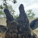 Photo n° 7 de l'avis de Pat. fait le 30/08/2023 à 08:54 pour Zoo de La Palmyre à Les Mathes