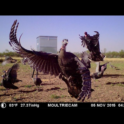 Manufacturer «All Seasons Feeders», reviews and photos, 8424 US Hwy 87 E, San Antonio, TX 78263, USA