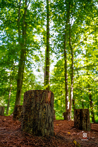 Modern Art Museum «Glenstone», reviews and photos, 12002 Glen Rd, Potomac, MD 20854, USA