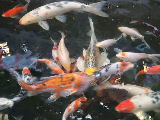 Pet Store «Pet Paradise Grooming», reviews and photos, 1115 Pueblo Blvd Way, Pueblo, CO 81005, USA