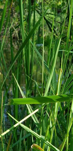 Nature Preserve «Wood Lake Nature Center», reviews and photos, 6710 Lake Shore Dr S, Minneapolis, MN 55423, USA