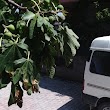 Sofulu  Nolu Aile Sağlığı Merkez