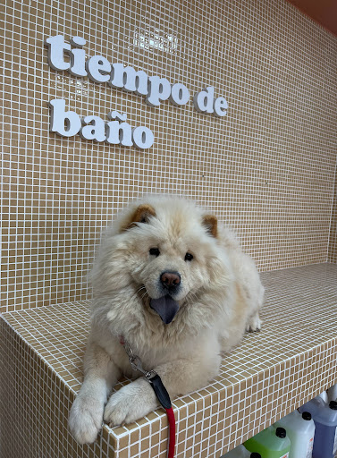 Doggo’s Spa Canino