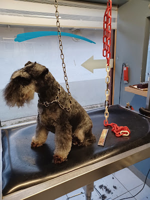 Styl Dog à Le Neubourg