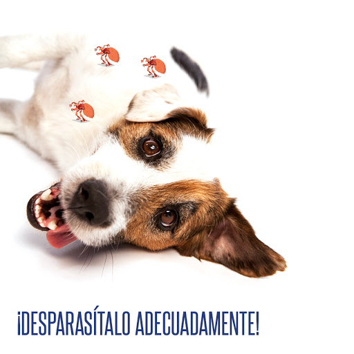 Veterinario A Domicilio en Olesa de Montserrat