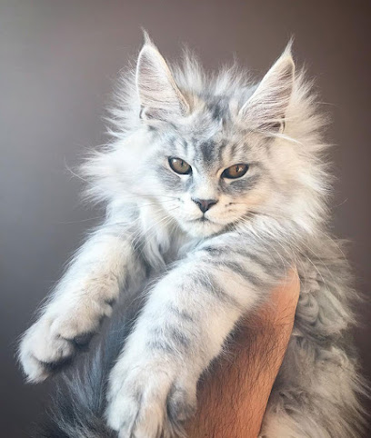 SIMBA MAINE COON CATTERY
