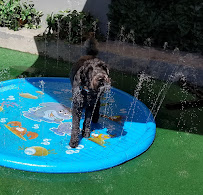 5 Star Doggy Inn - Photo 6 - Car repair in Inglewood, CA, Inglewood