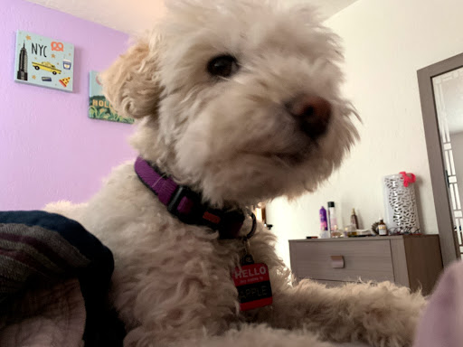 Pet Supply Store «Petco Animal Supplies», reviews and photos, 5994 Montana Ave, El Paso, TX 79925, USA