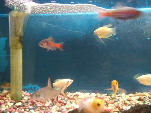 Pet Store «Leesburg Pet Center», reviews and photos, 959 N 14th St, Leesburg, FL 34748, USA