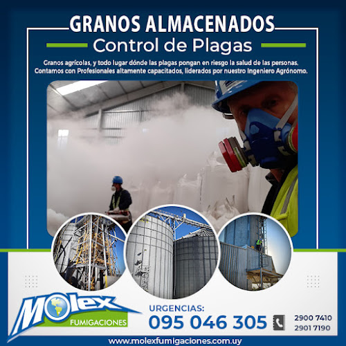 Molex Fumigaciones - Empresa de fumigación y control de plagas