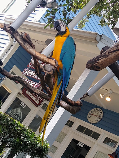 Ice Cream Shop «Salty Dog Ice Cream Factory», reviews and photos, 232 S Sea Pines Dr #304, Hilton Head Island, SC 29928, USA