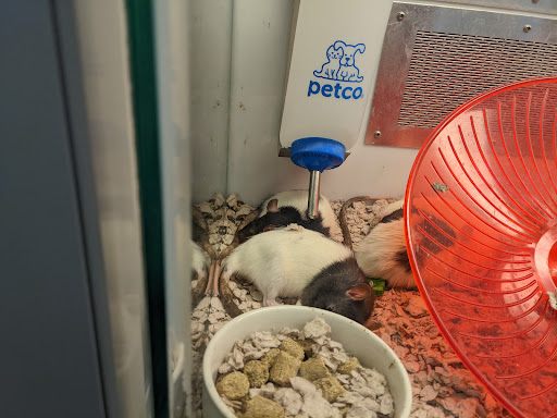 Pet Supply Store «Petco Animal Supplies», reviews and photos, 1175 Ulster Ave, Kingston, NY 12401, USA