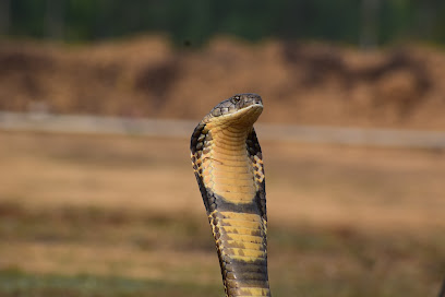 Tumkur snake catcher