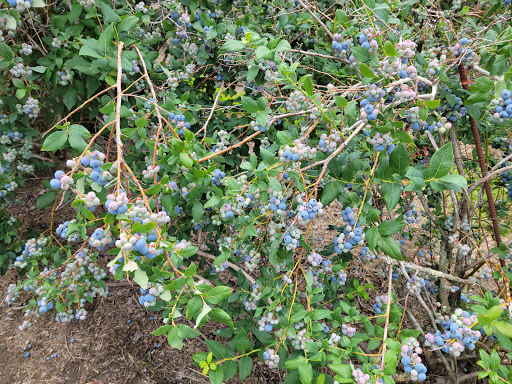 Orchard «George Hill Orchards», reviews and photos, 582 George Hill Rd, South Lancaster, MA 01561, USA