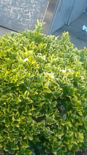 Fast Food Restaurant «Sonic Drive-In», reviews and photos, 208 W Avalon Ave, Muscle Shoals, AL 35661, USA