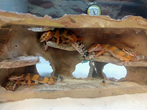 Pet Supply Store «Petco Animal Supplies», reviews and photos, 21178 E Ocotillo Rd, Queen Creek, AZ 85142, USA