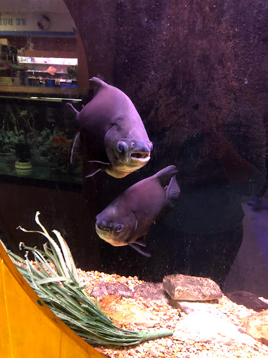 Pet Store «Forever Pets Inc», reviews and photos, 1030 Basse Rd, San Antonio, TX 78212, USA