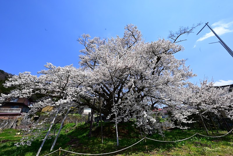 素桜神社 神代桜