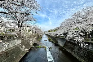 Onda River Cherry Blossoms image