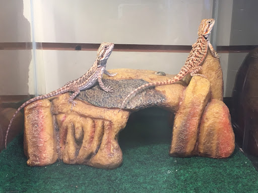 Pet Store «Petfection Exotic Pet Specialist», reviews and photos, 2989 PA-611 Suite 102, Tannersville, PA 18372, USA
