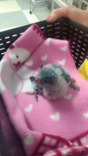 Bird Shop «In A Pickle Parrot Shop», reviews and photos, 7924 Broadview Rd, Broadview Heights, OH 44147, USA