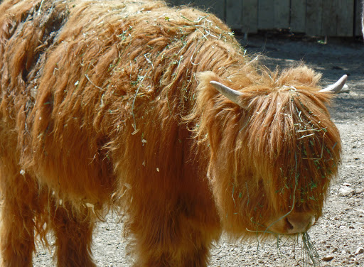 Zoo «Pueblo Zoo», reviews and photos, 3455 Nuckolls Ave, Pueblo, CO 81005, USA