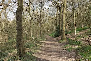Stoneycliffe Wood nature reserve image