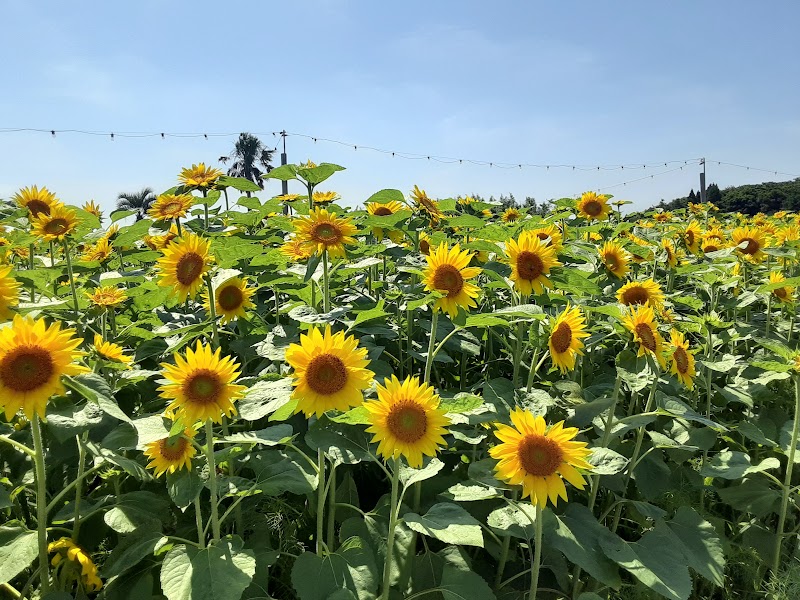 霧島ヶ丘公園