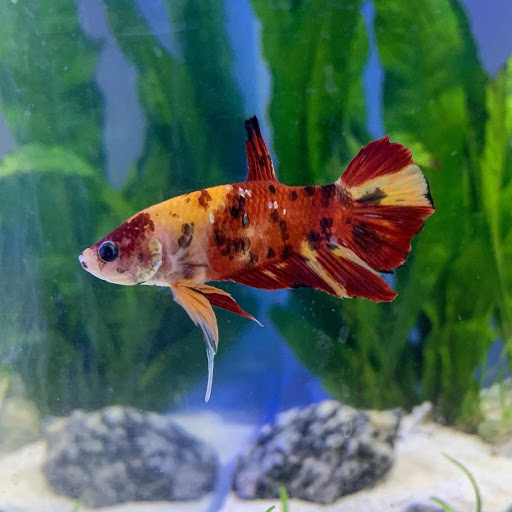 Pet Supply Store «Exotic Aquatic», reviews and photos, 275 E Oakland Park Blvd, Fort Lauderdale, FL 33334, USA