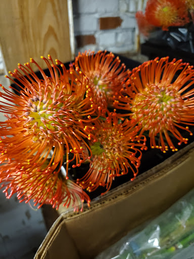 Florist «Sieck-Wright Floral Products», reviews and photos, 231 Monmouth St, Hightstown, NJ 08520, USA