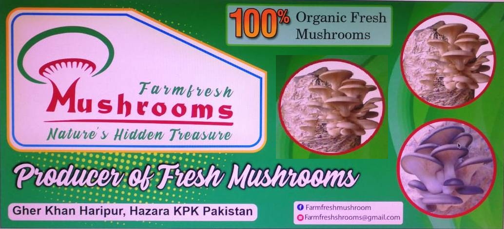 Farm Fresh Mushrooms