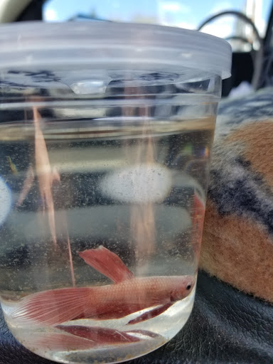 Pet Supply Store «Thunder Valley Pet Pantry», reviews and photos, 692 Main St, Hallstead, PA 18822, USA