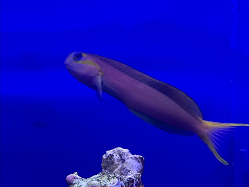 Tropical Fish Store «Tropical Pet Oasis», reviews and photos, 10218 Progress Ln, Parker, CO 80134, USA