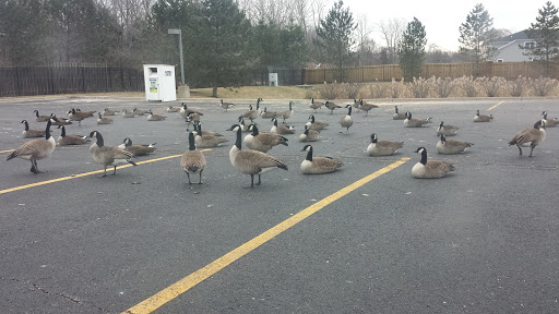 Supermarket «ALDI», reviews and photos, 1432 E Rand Rd, Prospect Heights, IL 60070, USA