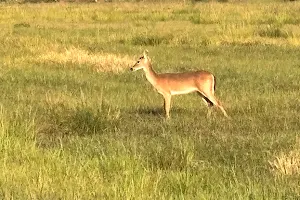 Dinner Island Ranch Wildlife Management Area image