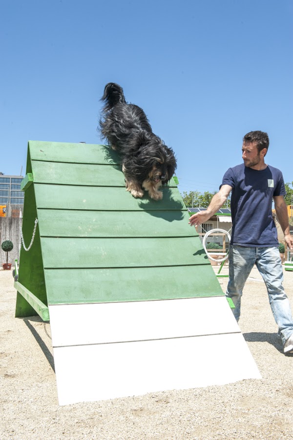Imagen de Adiestrar Perros Bcn - Adiestrador canino (3 de 14)