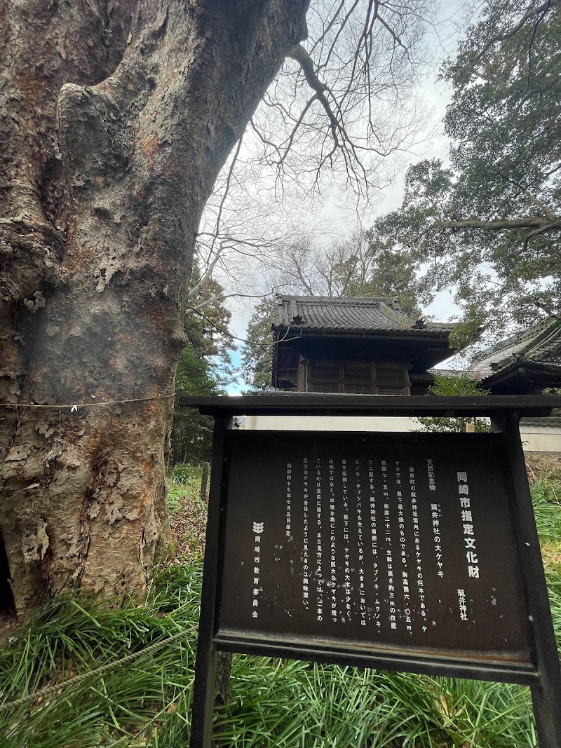 瓶井神社の大ケヤキ
