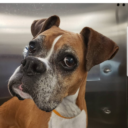 Pet Supply Store «Pet Haven», reviews and photos, 626 N Glenoaks Blvd, Burbank, CA 91502, USA