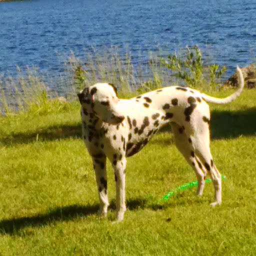 Blue Sky Animal Hospital image