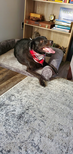 Pet Groomer «B-I-S Pet Grooming», reviews and photos, 5670 Main St, Springfield, OR 97478, USA