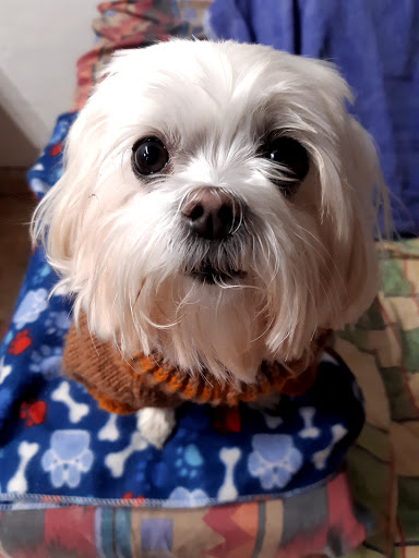 Ars Veterinaria Slp en Barcelona