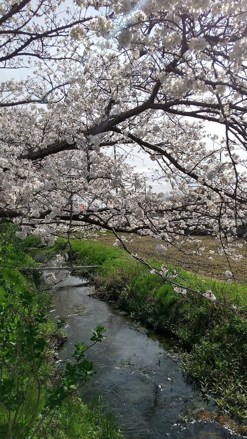 富士見の桜土手
