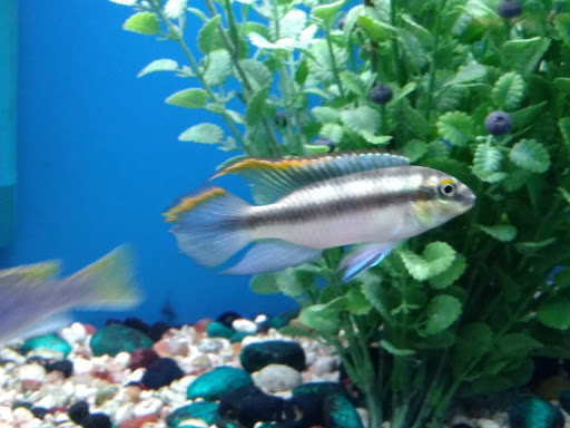 Pet Store «Wet Pets N Critters», reviews and photos, 103 TX-281 Loop, Longview, TX 75605, USA