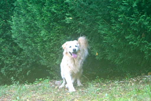 Pet Boarding Service «About Pets Center», reviews and photos, 1604 Conehurst Blvd, Salem, VA 24153, USA