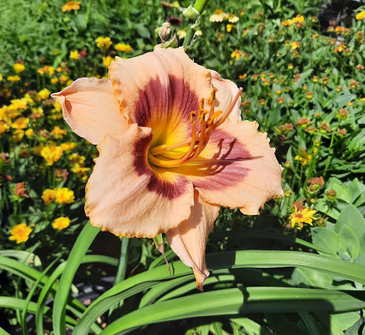 Home Improvement Store «The Home Depot», reviews and photos, 660 Twelve Mile Rd, Madison Heights, MI 48071, USA