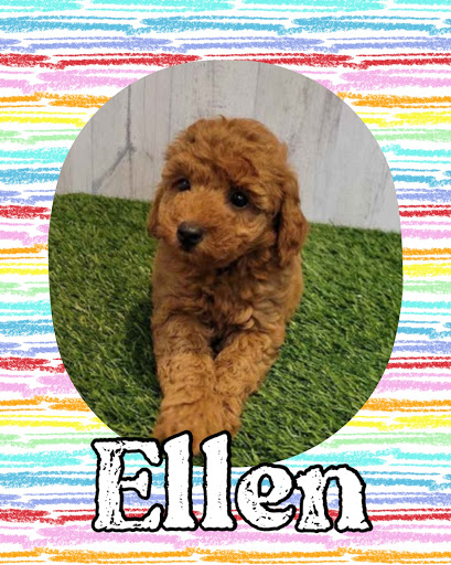 Pet Store «Pet Express», reviews and photos, 250 Granite St, Braintree, MA 02184, USA